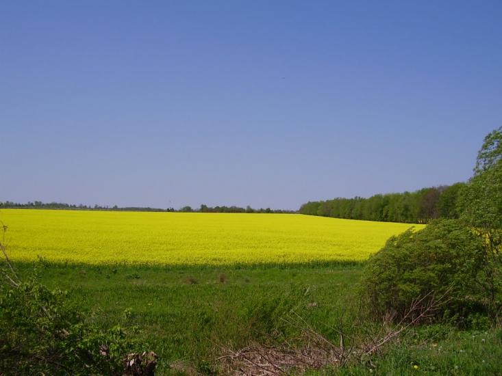 Коржівці з panoramio.com - Коржевцы