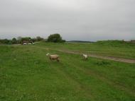 Глинське з panoramio.com