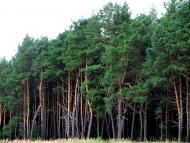 Старосілля з panoramio.com