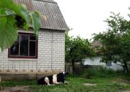 Карпівці з panoramio.com