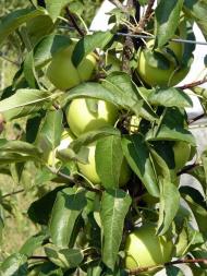 Вознесенка з panoramio.com