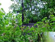 Карасин з panoramio.com