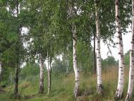 Кам'янка з panoramio.com