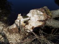 Космачів з panoramio.com