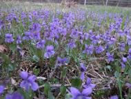 Кам'янка з panoramio.com