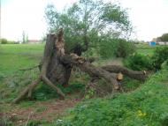 Очеретувате з panoramio.com