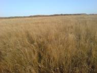 Софіївський з panoramio.com