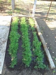 Паліївка з panoramio.com