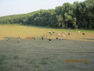 Гмирянка з panoramio.com