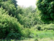 Комуна з panoramio.com