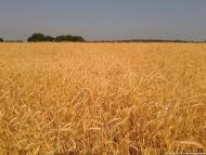 Черняхівка з panoramio.com