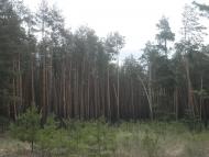 Черкаський Бишкин з panoramio.com