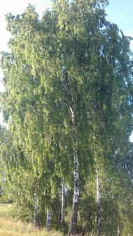 Понорниця з panoramio.com