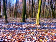 Лопушня з panoramio.com