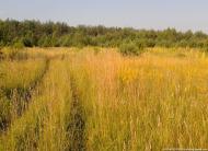 Черняхівка з panoramio.com