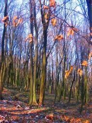 Лопушня з panoramio.com