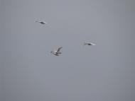 Троянівка з panoramio.com