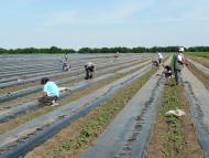 Вознесенка з panoramio.com