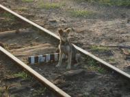 Флорине з panoramio.com