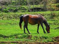 Суворовське з panoramio.com