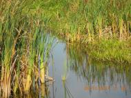 Снігурівка з panoramio.com