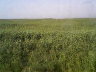 Малокатеринівка з panoramio.com