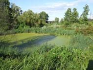 Скригалівка з panoramio.com