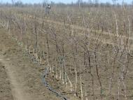 Вознесенка з panoramio.com