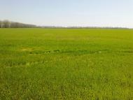 Сущани з panoramio.com