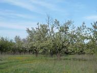 Володимирівка з panoramio.com