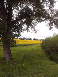 Куровечка з panoramio.com