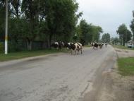 Марочкине з panoramio.com