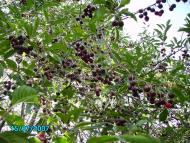 Черняки з panoramio.com