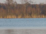 Великі Телковичі з panoramio.com