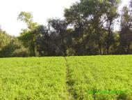 Самгородок з panoramio.com