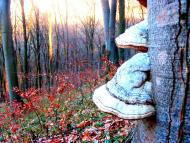 Демня з panoramio.com