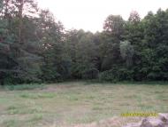 Березняки з panoramio.com