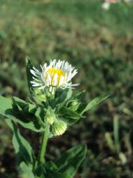 Банилів з panoramio.com