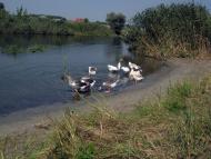 Черкаський Бишкин з panoramio.com