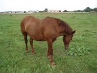 Бирине з panoramio.com