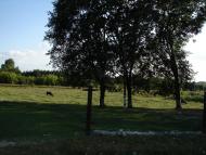 Максимівка з panoramio.com