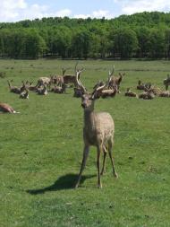 Нанково з panoramio.com