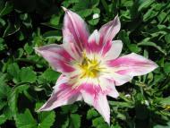 Оріхове з panoramio.com