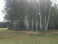 Деревок - Останні фото