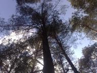 Малійки з panoramio.com