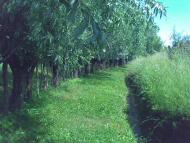 Нижні Синівці з panoramio.com