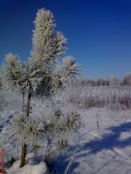 Кустолові Кущі з panoramio.com