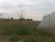 Вільхівчик - Останні фото