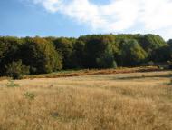 Підгірне з panoramio.com