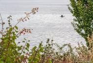 Каштанівка з panoramio.com - Kashtanivka
